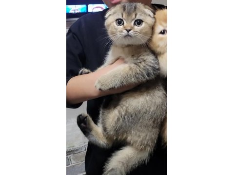 Dişi black golden scottish fold yavrumuz