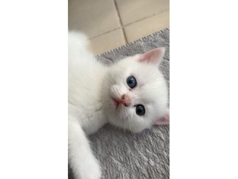 Beyaz british shorthair