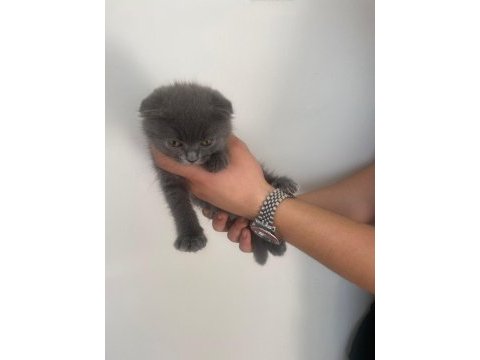 Scottish fold