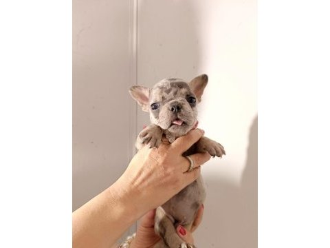 Exotic french bulldog yavrular