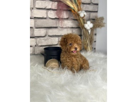 Harika anotomisi ile mükemmel toy poodle yavrular