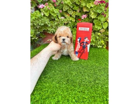 Kore maltipoo terier degildir lütfen dikkate alınız