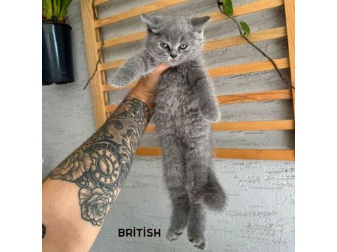 British longhair dişi iki aylık