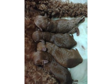 Anne altından evde beslediğimiz toy poodle max 3 kg