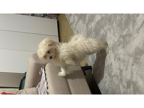 Maltese pomerian mix yavru