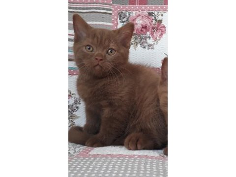Cinnamon tarçın kahverengi british shorthair yavruları