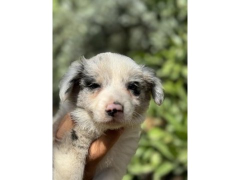 Blue merle ve siyah beyaz safkan border collie yavruları