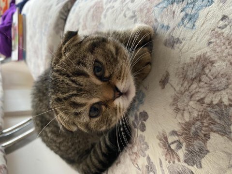 Sahibinden british shorthair