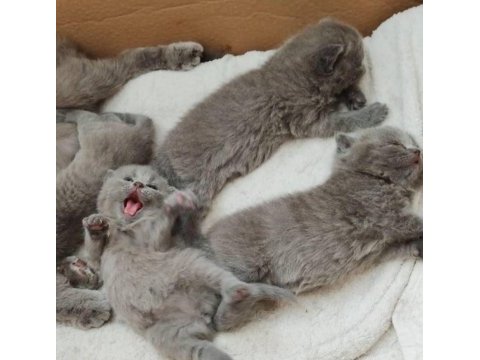 British shorthair yavrular