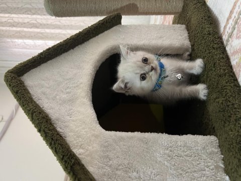 3 aylık yavru british shorthair kedimiz