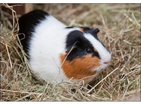 Dişi ve erkek yavru ginepig