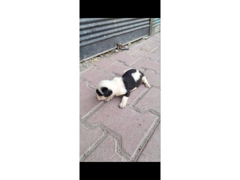 Terrier bebeklerimiz