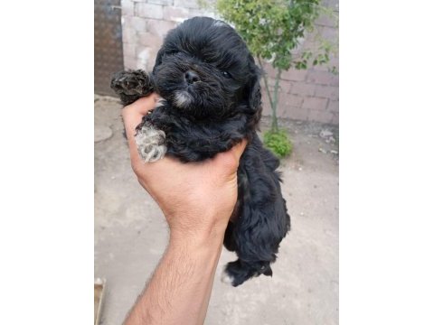 Nadir siyah maltipoo show