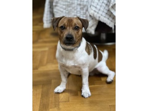 Oğlumuza gelin arıyoruz çiftleştirme jack russell