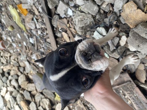 French bulldog köpeğimiz 1 yaşında