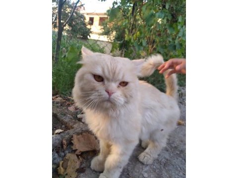 İran kedisi