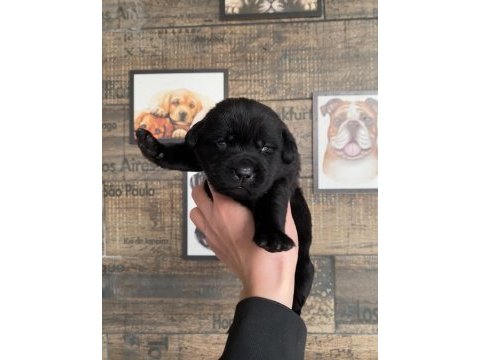 Safkan labrador yavruları
