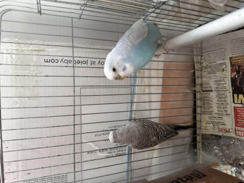 Çift iri muhabbet kuşu kızgın