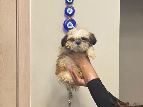 3 aylık erkek teacup shih tzu yavru köpeğimiz