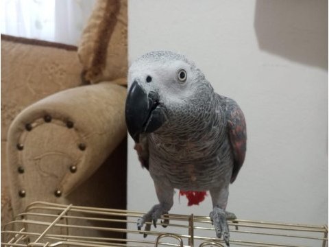 Red faktör jako papağanı