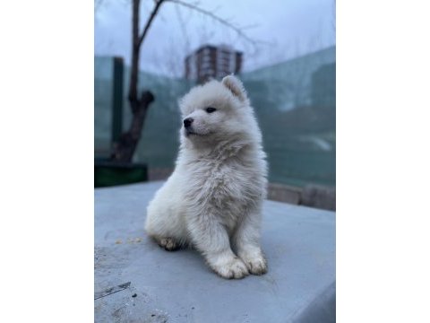 Kar beyaz samoyed yavrular