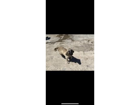 Saf kan şecereli yavru kangallar