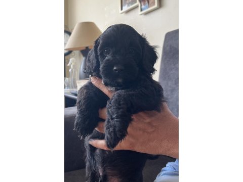 Muhteşem poodle kardeşler