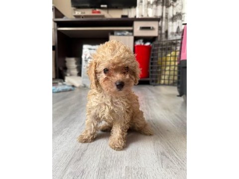 Güzel toy poodle yavrularımız yeni yuvasını arıyor