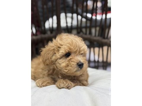 Maltipoo güzellikleri