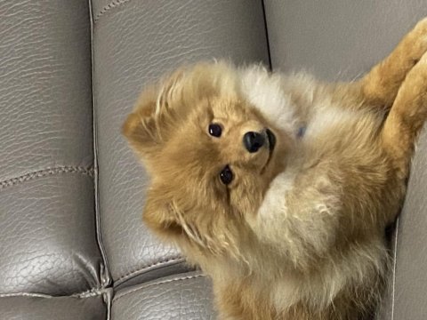 5 aylık dişi pomeranian spitz komut biliyor