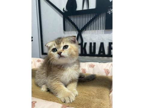 Golden tabby scottish fold bebeğim