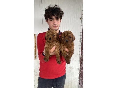 Üst kalite orjinal toy poodle yavruları