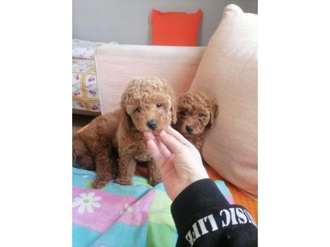 50 günlük toy poodle teacup küçük boy bebeklerim
