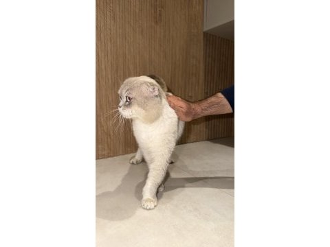 Ücretsiz scottish fold kedisi 3 yaşında