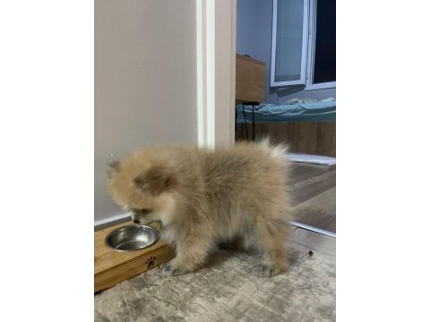 Pomeranian boo erkek ve dişi yavrularımız