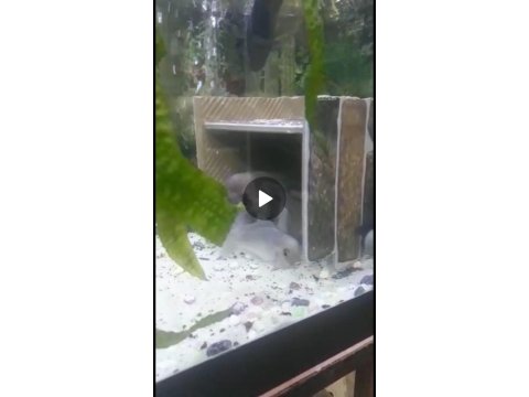 1 erkek 5 dişi frontoza cichlid