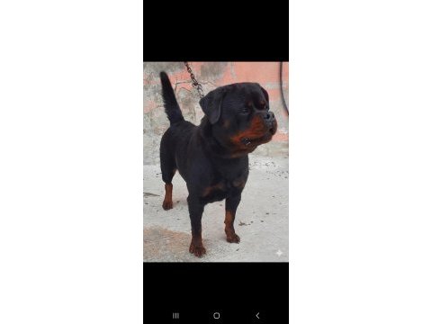 A şecereli üretim izinli yetişkin dişi rottweiler