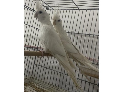Albino takım sultan 1+1