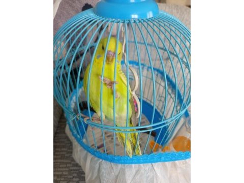 Yavru muhabbet kuşu