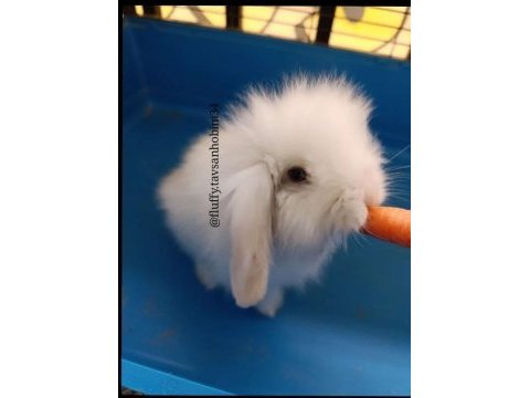 Yavru beyaz hollanda lop tavşan