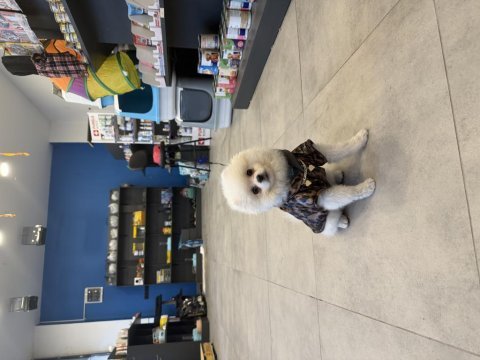 0 numara erkek full aşılı pomeranian