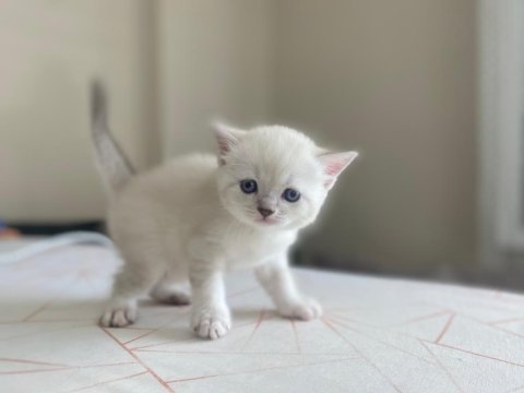 Blue point british shorthair