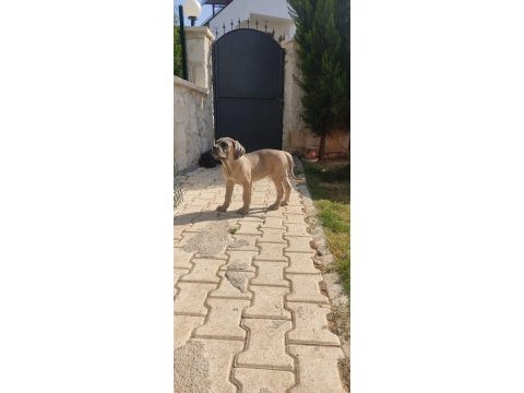 Dev dişi aslan cane corso