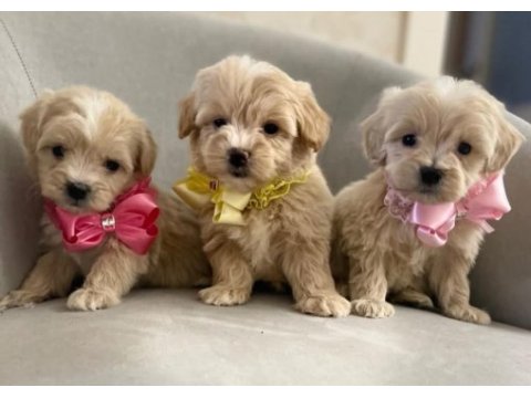 Maltipoo  yavrularımız 