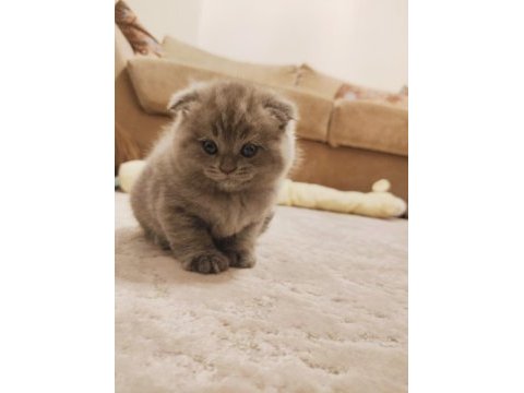 Scottish fold ve scottish straight 2 erkek yavru 2 aylıklar