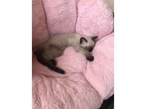 Show siamese yavrularımız teslime hazır