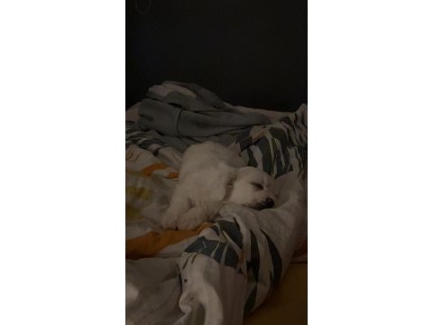 Beyaz saf maltipoo