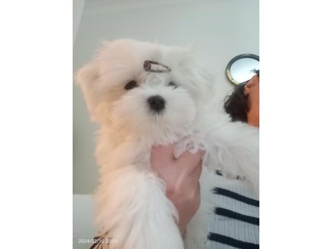 Muhteşem maltese