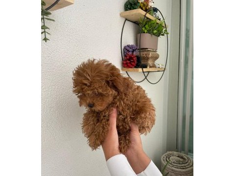 Çok tatlı dişi toy poodle