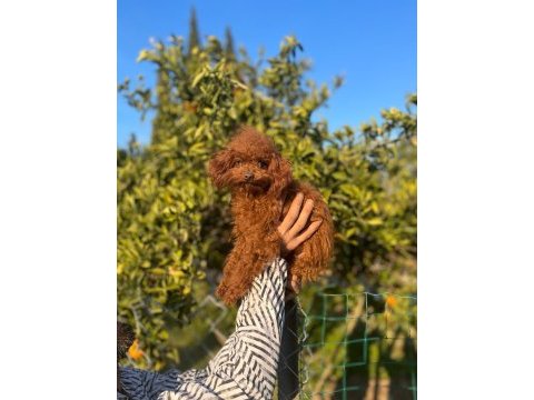 2 ve 9 aylık dişi red brown toy poodle yavrular